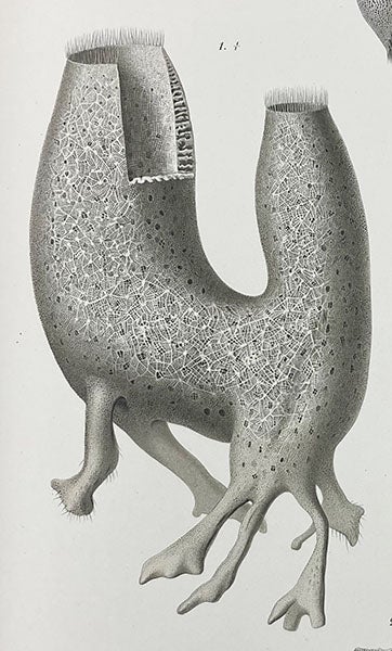 Schaudinnia arctica, a glass sponge, detail of fourth image, Fritz Schaudinn and Fritz Römer, Fauna Arctica, vol. 1, 1900 (Linda Hall Library)