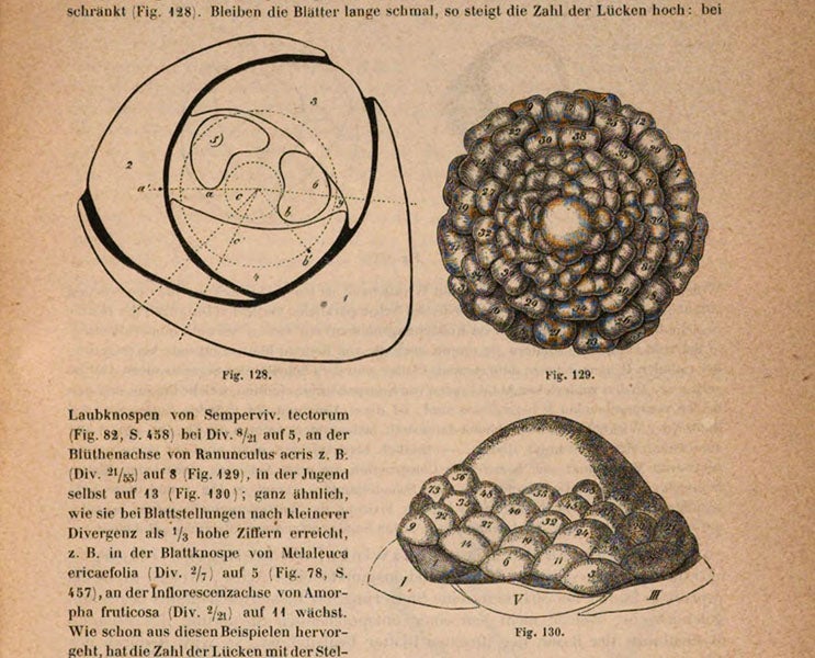 New buds, numbered in order of appearance, around the apical meristem of a plant, diagrams in Allgemeine Morphologie der Gewächse, by Wilhelm Hofmeister, p. 493, 1868, Bavarian State Library, Munich (digitale-sammlungen.de)