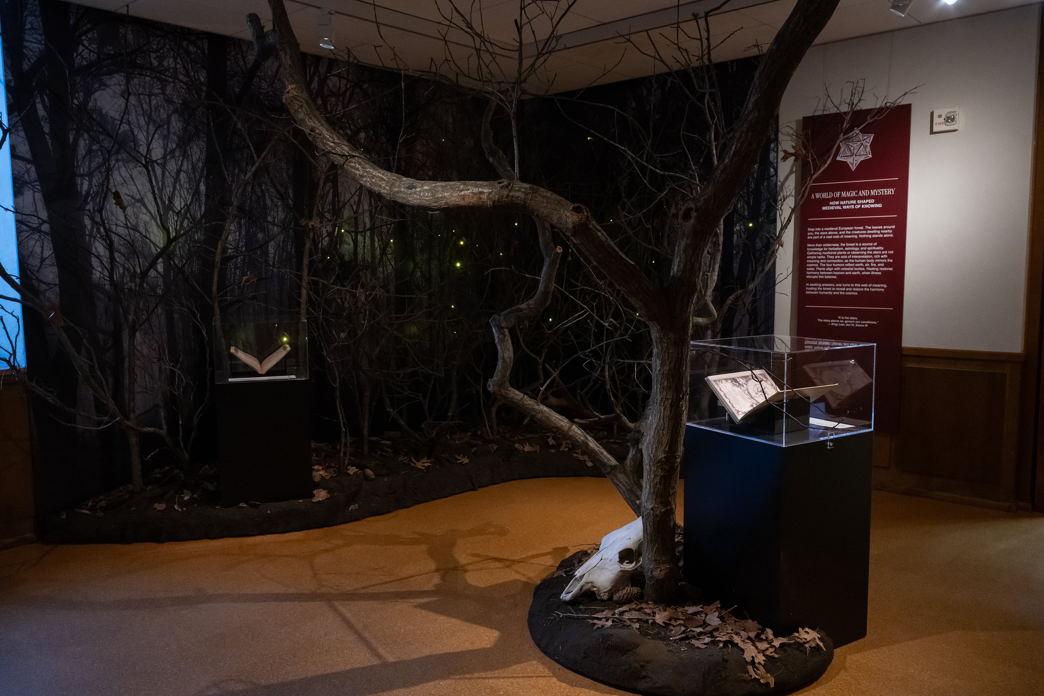 Alchemy of Knowledge Forest