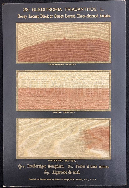 Card containing slices of Gleditschia tricanthos, Honey Locust, The American Woods, Exhibited by Actual Specimens and with Copious Explanatory Text, by Romeyn Beck Hough, vol. 2, card 28, 1891 (The Linda Hall)