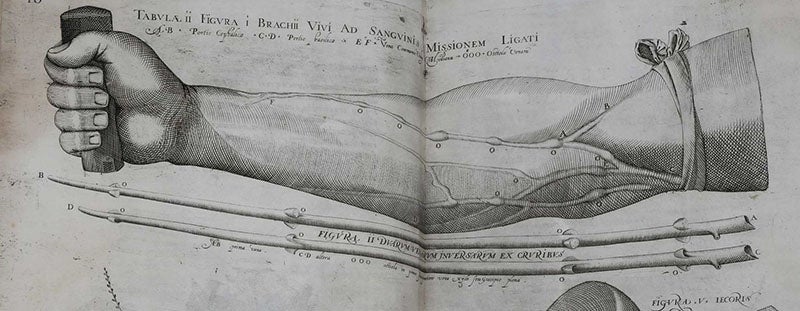 Detail of an engraving (<i>fifth image</i>) showing valves in the veins in the arm, Girolamo Fabrici d'Acquapendente, <i>De venarum ostiolis</i>, 1603 (Sophia Rare Books)