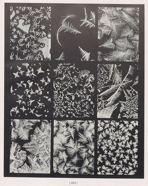 Windowpane frost patterns, photographs, plate 213, Snow Crystals, by Wilson A. Bentley and William J. Humphreys, 1931 (Linda Hall Library)