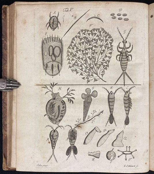 Copepods and a Daphnia, and other micro-organisms, source of first image, engraving in  Beyträge zur Naturgeschichte der kleinsten Wasserthiere, by Johann Conrad Eichhorn, plate 5, p. 47, 1781 (Linda Hall Library)