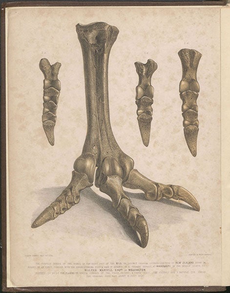 Foot bones of a Moa, 1/3 natural size, from New Zealand, lithograph by Joseph Dinkel, A Pictorial Atlas of Fossil Remains, by Gideon Mantell, frontispiece, 1850 (Linda Hall Library)