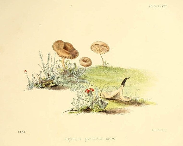 The lithograph of Agaricus pyxidatus shows one of the illustrations by Fanny Reed, Hussey’s sister. Image source: Hussey, Anna Maria. Illustrations of British Mycology. Vol. 2, London: Reeve, Benham and Reeve, 1847, pl. 28.