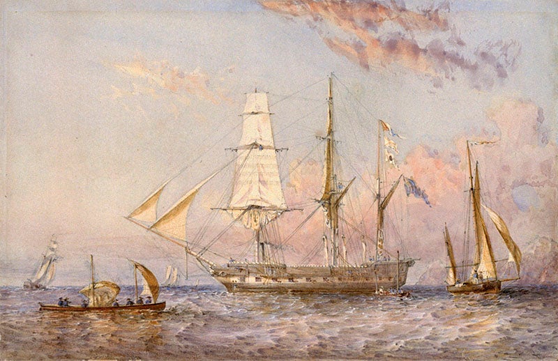 HMS Rattlesnake, watercolor by Oswald Brierly, 1853, National Maritime Museum, Greenwich (rmg.co.uk)