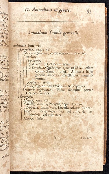 Classification chart for animals, in Synopsis methodica animalium quadrupedum, by John Ray, p. 53, 1693 (Linda Hall Library)