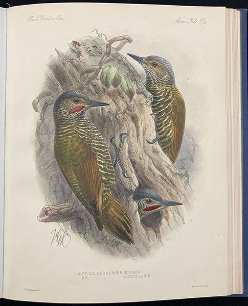 Grey-crowned woodpeckers, lithograph by Johan Keulemans, in Biologia Centrali-Americana: Aves, by Osbert Salvin and Frederick DuCane Godman, vol. 4, plate 59a, 1879-1904 (Linda Hall Library)