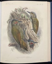 Grey-crowned woodpeckers, lithograph by Johan Keulemans, in Biologia Centrali-Americana: Aves, by Osbert Salvin and Frederick DuCane Godman, vol. 4, plate 59a, 1879-1904 (Linda Hall Library)