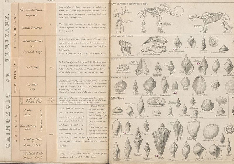 Left half of Plate 1, Tertiary or Cenozoic strata, with a mastodon and an Irish elk at the top, A Tabular View of Characteristic British Fossils, Stratigraphically Arranged [compiled and engraved by J. W. Lowry, drawn by C. R. Bone], 1853 (Linda Hall Library).