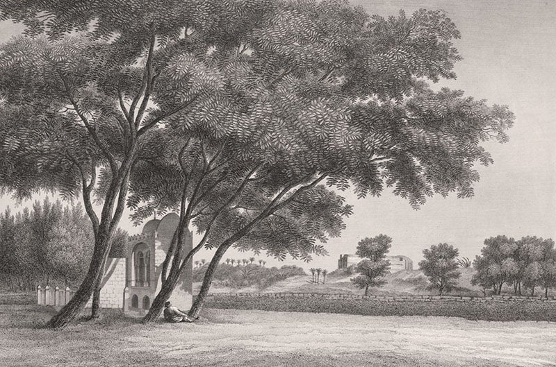 Another view of the gardens of Qasim Bey along the Nile River, engraving in Description de l’Égypte.  État modern.  Planches, vol. 1, pl. 57, 1809-1828 (Linda Hall Library)