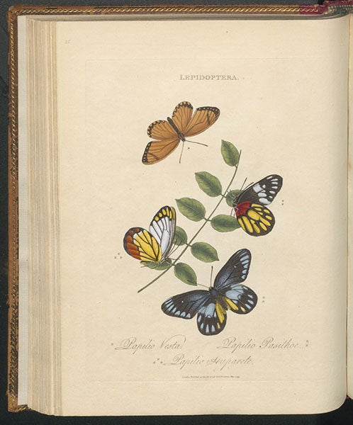 Papilio vesta,  P. pasitor, and P. hyparete butterflies, shown on Sophora japonica, a shining-leaved saphora, hand-colored engraving in An Epitome of the Natural History of the Insects of China, by Edward Donovan, 1798 (Linda Hall Library)