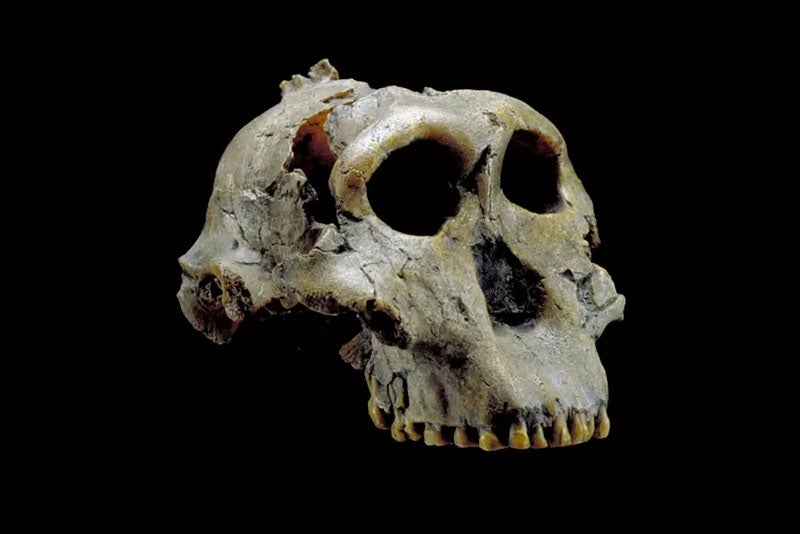 Replica of OH 5 (Zinj) at the National Museum of Natural History, Smithsonian Institution (humanorigins.si.edu)