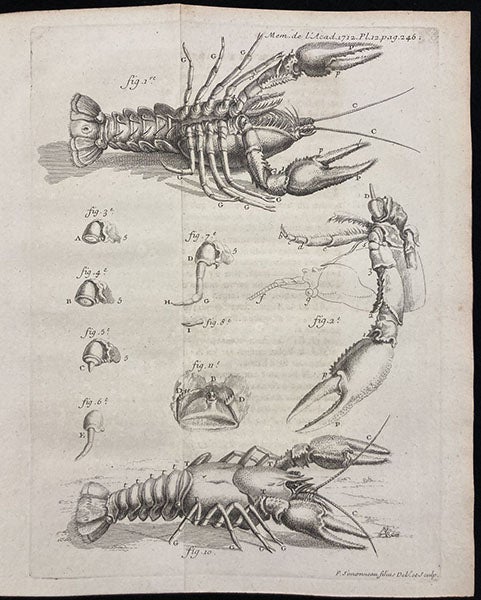 A crayfish, top and bottom view, with a detail of a regenerated claw, folding engraved plate in René-Antoine Ferchault de Réaumur, “Sur les diverses reproductions qui se font dans les Ecrevisses …,” Histoire de l’Académie Royale des Sciences, avec les Memoires … année 1712, plate 12, p. 246, publ. 1714 (Linda Hall Library)
