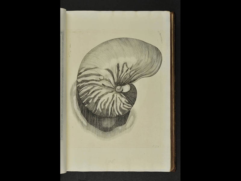 Historiae Conchyliorum, an encyclopedia of shells