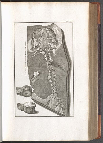 A human witness of the Flood, engraving, Johann Scheuchzer, Physica sacra, vol. 1, 1731 (Linda Hall Library)