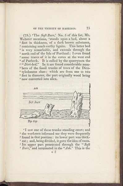 Fossilized wood found in beds near Hastings, text wood engraving, William Edward Fitton, A Geological Sketch of the Vicinity of Hastings, 1833 (Linda Hall Library)