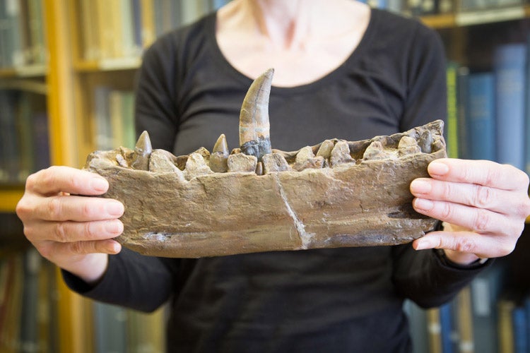 The original fragment of Megalosaurus jawbone found by William Buckland and portrayed by Mary Morland in Buckland’s paper of 1824, now in the Oxford Museum of Natural History (morethanadodo.com)