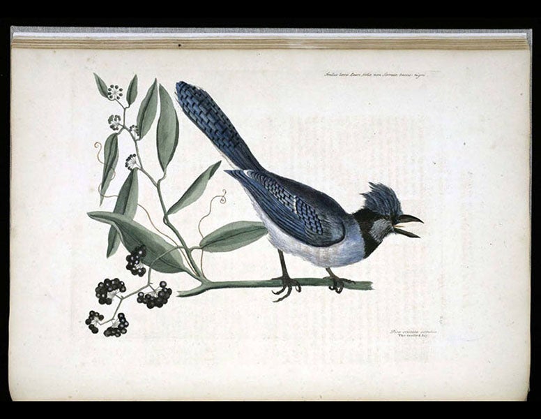 <p>Linda Hall Library</p>