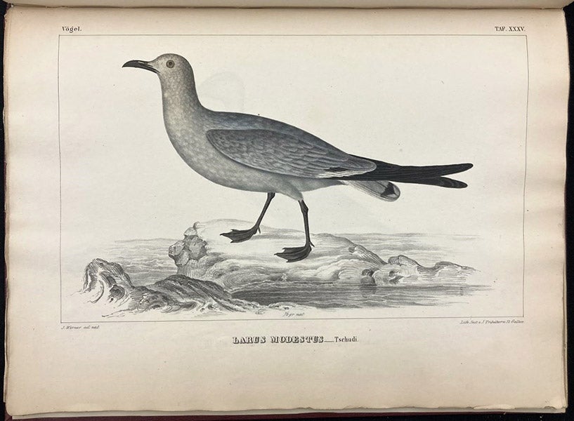 Gray gull (Larus modestus), lithograph by Johann Karl Werner, Untersuchungen über die fauna Peruana, by Johann Jakob von Tschudi, vol. 2, Ornithologie, plate 35, 1845-46 (Linda Hall Library)