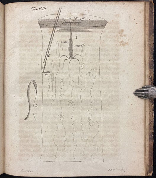 A Hydra in a jar, engraving in Beyträge zur Naturgeschichte der kleinsten Wasserthiere, by Johann Conrad Eichhorn, plate 8, p. 88, 1781 (Linda Hall Library)