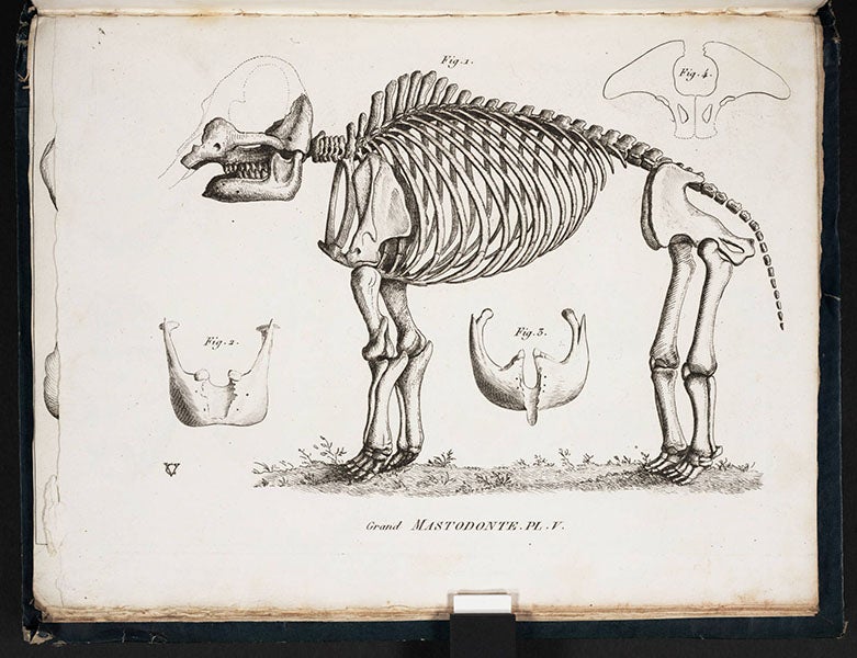 Mastodon skeleton, from Georges Cuvier, <i>Recherches sur les ossemens fossils</i>, 1812 (Linda Hall Library)