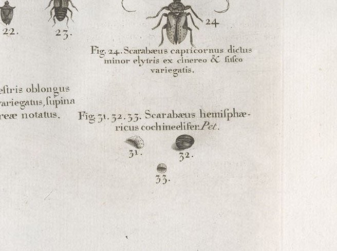 Detail of eighth image, showing several cochineal insects, figs 31-33, detail of an engraving in A Natural History of Jamaica, by Hans Sloane, vol. 2, plate 237, 1707-25 (Linda Hall Library)