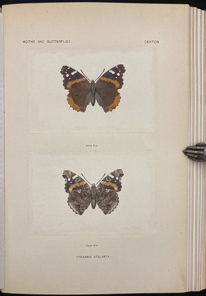 Red Admiral butterfly, front and back, two nature prints on one plate, in As Nature Shows Them: Moths and Butterflies of the United States, by Sherman Foote Denton, vol. 2, 1900 (Linda Hall Library)