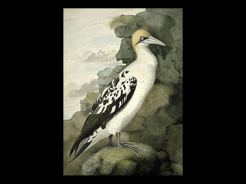  Natural History Museum, London