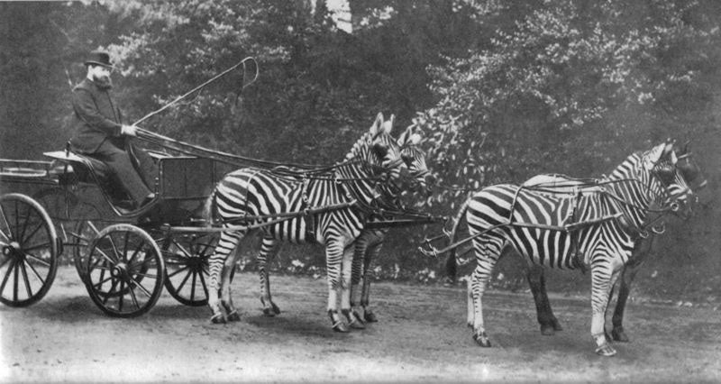 Walter Rothschild riding a carriage pulled by four Burchell’s zebras, period photograph (Wikimedia commons)