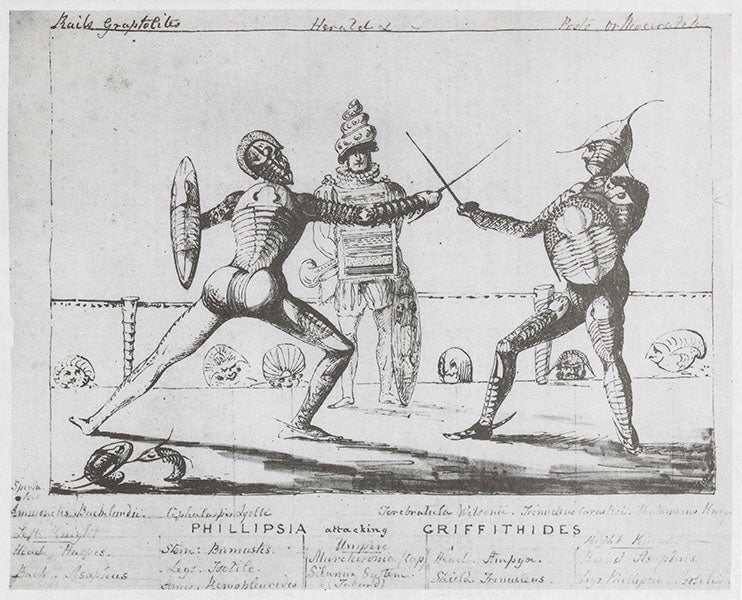 “Phillipsia attacking Griffithides,” cartoon by Henry James, sometimes referred to as “The Battle of the Trilobites, ink drawing, ca 1843 (British Geological Survey archives)