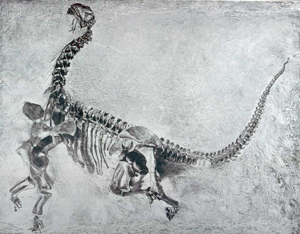 Rearticulated skeleton of Camarasaurus in position as found. This work was on display in the original exhibition as item 40. Image source: Gilmore, Charles W. "A nearly complete articulated skeleton of Camarasaurus, a saurischian dinosaur from the Dinosaur National Monument, Utah," in: Memoirs of the Carnegie Museum, vol. 10 (1925), pt. 3, pl. 15.