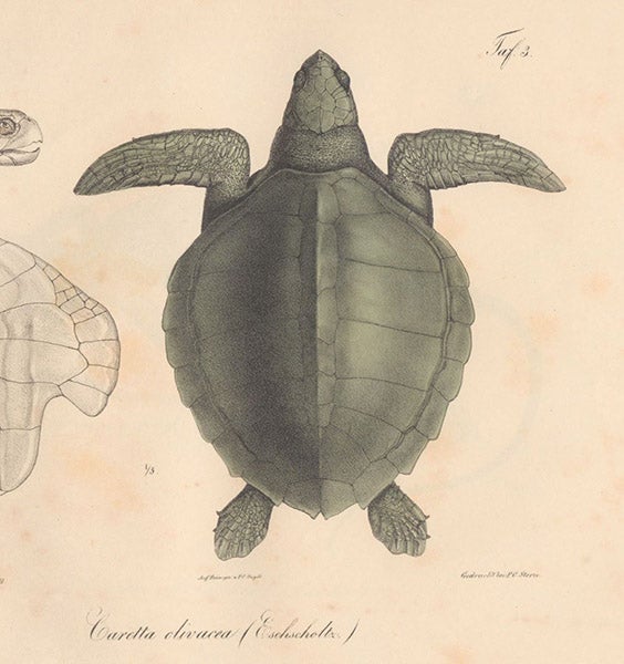 Ceratta olivacea, (olive ridley sea turtle), hand-colored lithograph, cropped, Neue Wirbelthiere zu der Fauna von Abyssinien, by Eduard Rüppell, [v. 3] Amphibien, plate 4, 1835 (Linda Hall Library)