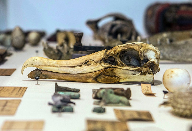 One of the display cases of The Lost Museum exhibition, 2014-15, at Brown University, with some of the few surviving objects from Jenks’ original museum, including the skull of an albatross, photograph, New York Times, July 29, 2014 (nytimes.com)