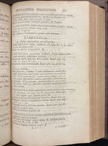 Sample page, Campanula, Species plantarum, by Carl Linnaeus, vol. 1, p. 153, 1753, (Linda Hall Library)
