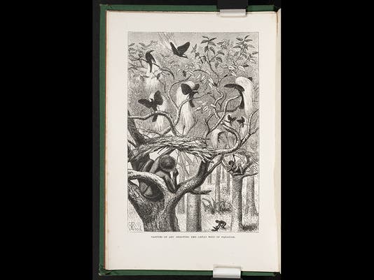 Alfred Russel Wallace The Linda Hall Alfred Russel Wallace The Linda Hall