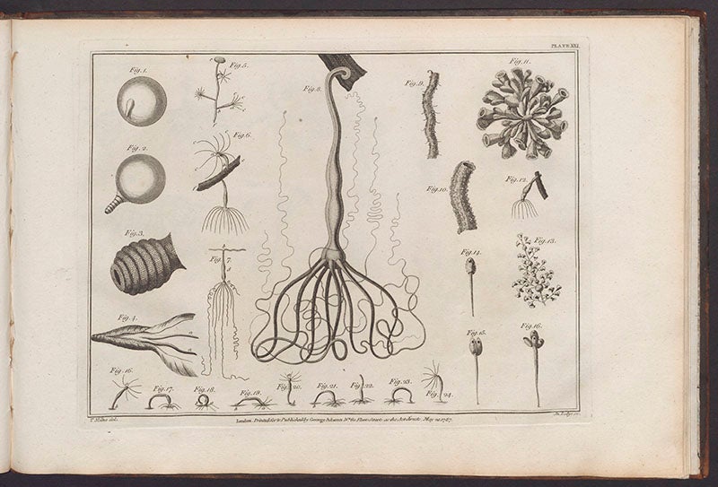 A hydra and other microscopic organisms, from George Adams, Jr., Essays on the Microscope, 1787 (Linda Hall Library)