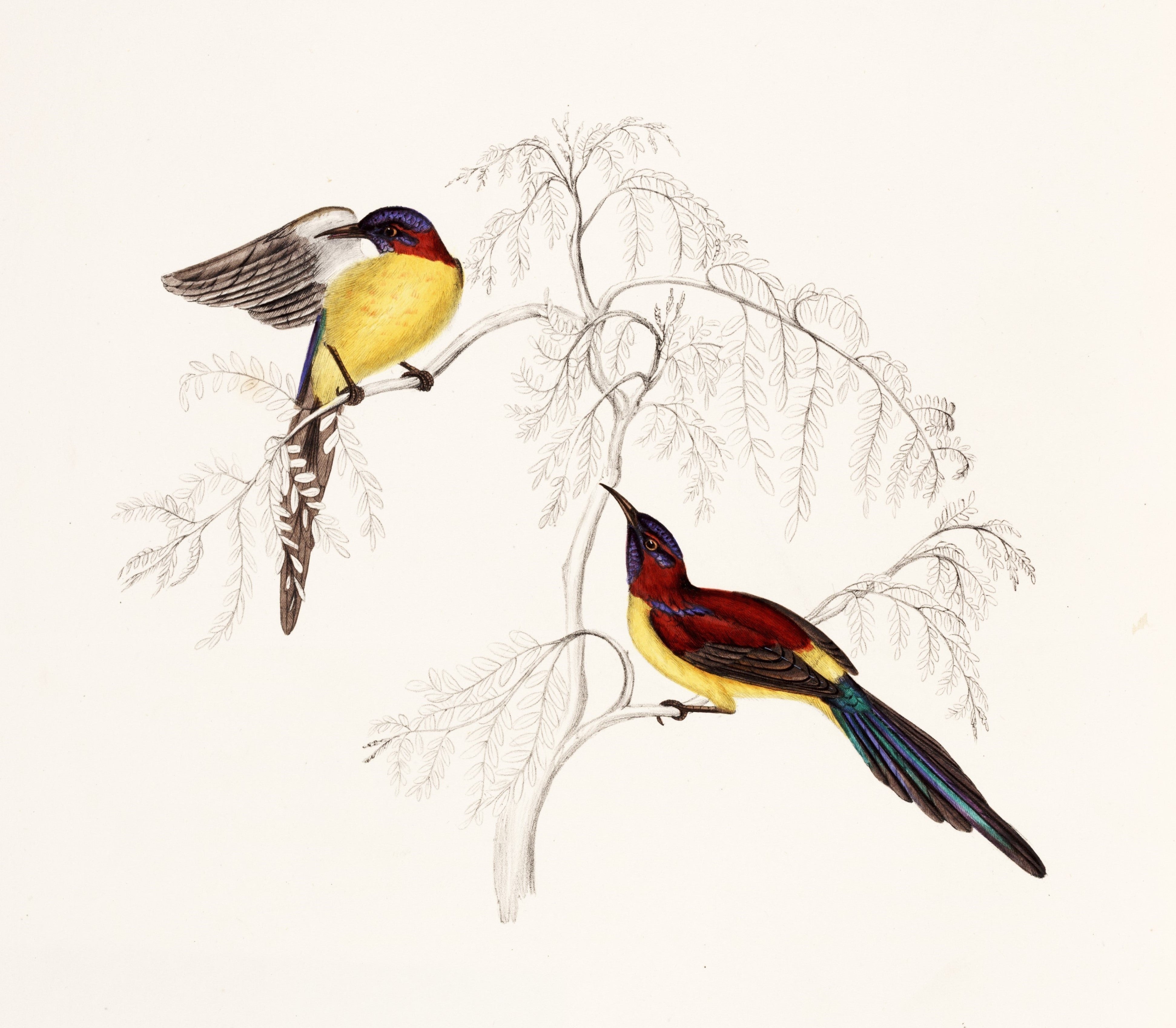 Cinnyris Gouldiae, the hummingbird named for Elizabeth Gould by N. Vigors. Image source: Gould, John, et al. A Century of Birds from the Himalaya Mountains. London, 1832, pl. 56.