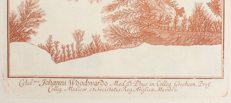Caption to sixth image, stating that it was subscribed to by John Woodard, detail of engraving in Herbarium diluvianum, by Johann Jakob Scheuchzer, 1709 (Linda Hall Library)