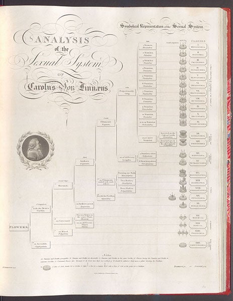 “Analysis of the Sexual System of Carolus von Linnaeus,” engraving after original chart by John Thornton, in his New Illustration of the Sexual System of Carolus von Linnaeus, 1807 (Linda Hall Library)