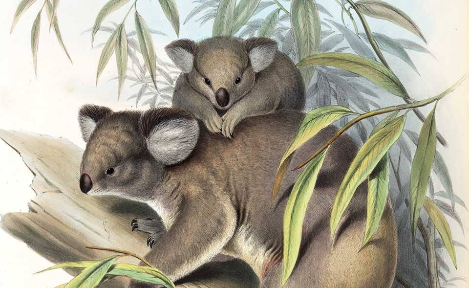 Phascolarctos cinereus (Koalas). Image source: Gould, John. The Mammals of Australia. Vol. 3, London: Printed by Taylor and Francis, published by the author, 1863, pl.