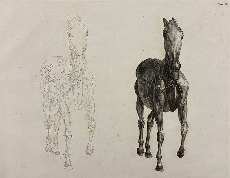 Partially muscled horse, with key, etching by George Stubbs, The Anatomy of the Horse, plate 8, 1766 (Linda Hall Library)