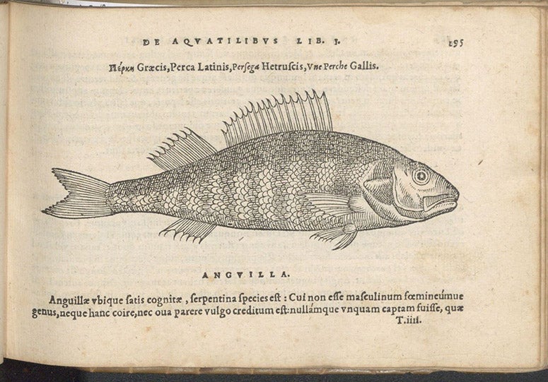 Perch, woodcut in De aquatilibus, by Pierre Belon, 1553 (Linda Hall Library)