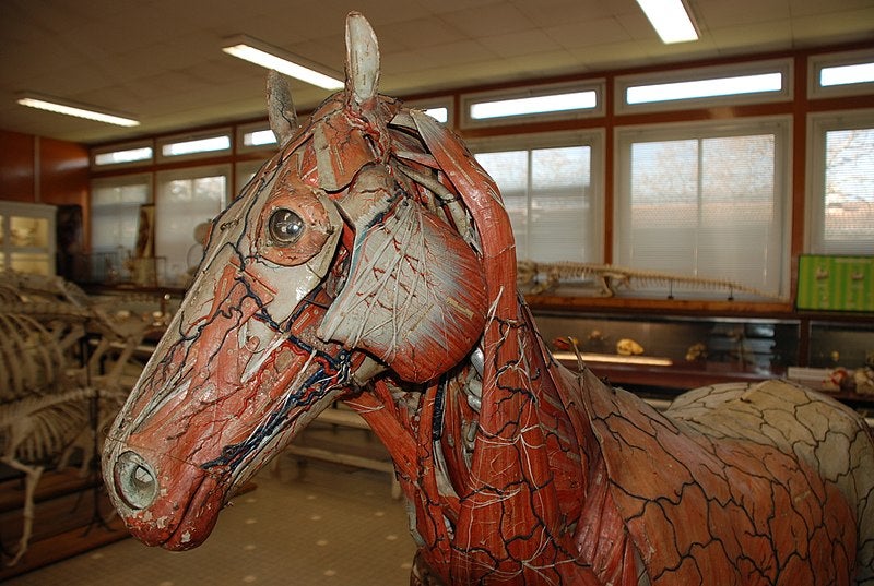 Head of a <i>papier-mâché</i> horse model made by the Auzoux firm, in the anatomy museum of the National Veterinary School in Toulouse (Wikimedia commons)