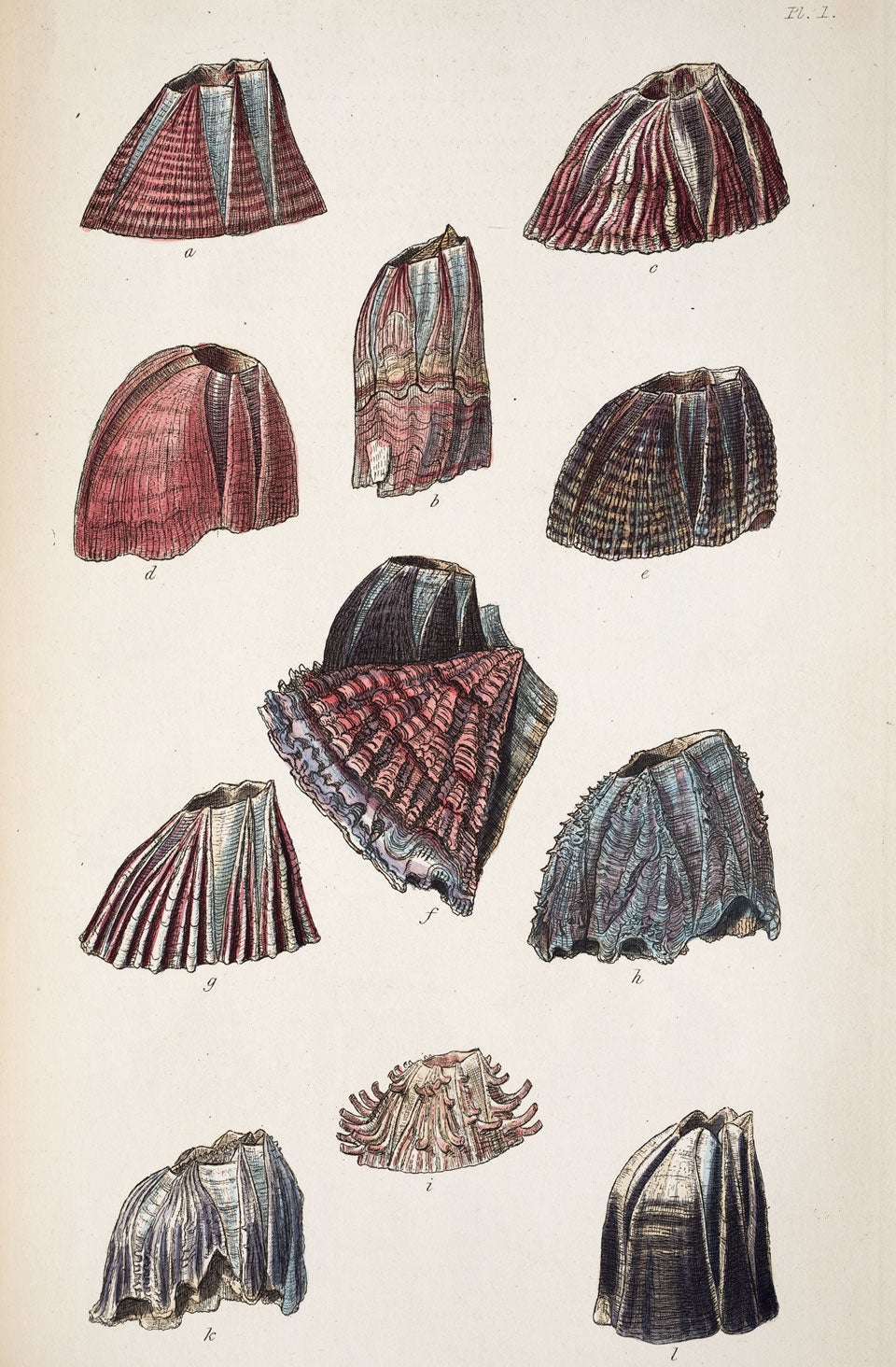 Sessile barnacles. Image source: Darwin, Charles. A Monograph on the Sub-Class Cirripedia. Vol. 2, London: Ray society, 1854, pl. 1.