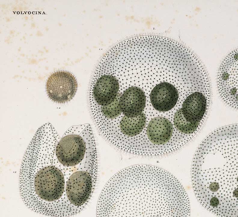 Volvox colonies. Image source: Ehrenberg, Christian Gottfried. Die infusionsthierchen als vollkommene organismen. Atlas, Leipzig: L. Voss, 1838, pl. 4.