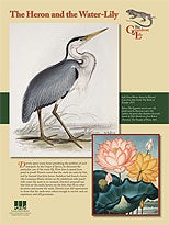 The Heron and the Water Lily