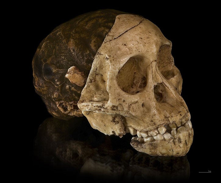 The Taung skull, jaw, and brain cast, recent photo of the specimen described by Raymond Dart in 1925 and named Australopithecus africanus, in the collection of the University of the Witwatersrand (Evolutionary Studies Institute), Johannesburg, South Africa (Wikimedia commons)