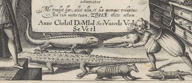Detail of titlepage engraving, with crocodile, armadillo, and iguana, and the chronogram, Basil Besler, Continuatio rariorum, 1622 (Linda Hall Library)
