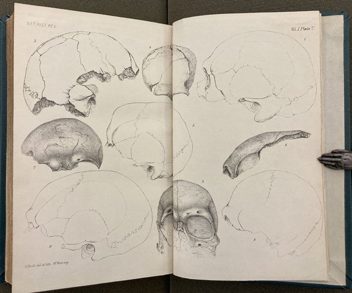 Neanderthal 1 skull, found by Hermann Schaafhausen in 1856, here drawn from a cast by George Busk, for Natural History Review, vol. 1, 1861 (Linda Hall Library)